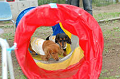 DoggyPark_B-232_thumb.png