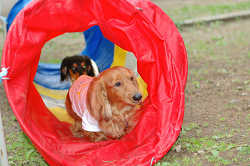 DoggyPark_B-233.jpg