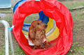 DoggyPark_B-234_thumb.png