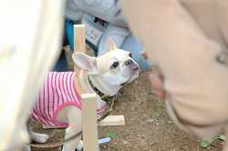 DoggyPark_B-235.jpg