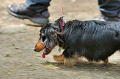 DoggyPark_C-236_thumb.png