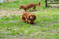 DoggyPark_C-237_thumb.png