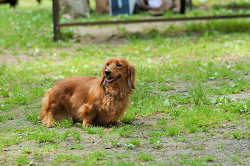 DoggyPark_C-238.jpg