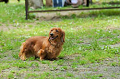 DoggyPark_C-238_thumb.png