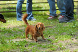 DoggyPark_C-239.jpg