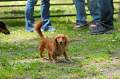 DoggyPark_C-239_thumb.png