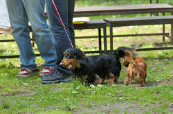 DoggyPark_C-240.jpg