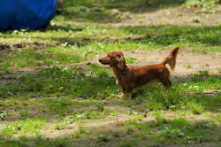 DoggyPark_C-241.jpg