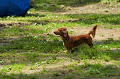DoggyPark_C-241_thumb.png