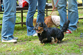 DoggyPark_C-242_thumb.png