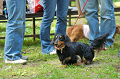 DoggyPark_C-243_thumb.png