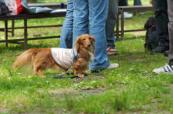 DoggyPark_C-244.jpg