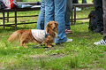 DoggyPark_C-244_thumb.png