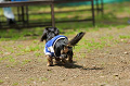 DoggyPark_C-245_thumb.png