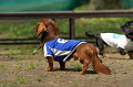 DoggyPark_C-246_thumb.png