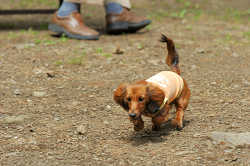 DoggyPark_C-247.jpg