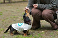 DoggyPark_C-248_thumb.png
