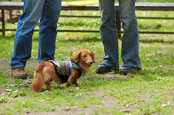 DoggyPark_C-249.jpg
