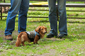 DoggyPark_C-250_thumb.png