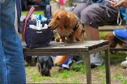 DoggyPark_C-251.jpg