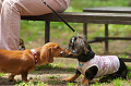 DoggyPark_C-252_thumb.png