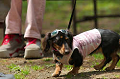 DoggyPark_C-253_thumb.png