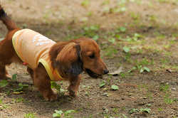 DoggyPark_C-254.jpg