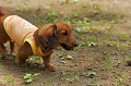 DoggyPark_C-255_thumb.png