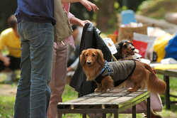 DoggyPark_C-256.jpg