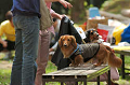 DoggyPark_C-256_thumb.png