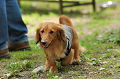 DoggyPark_C-257_thumb.png