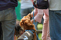 DoggyPark_C-258_thumb.png
