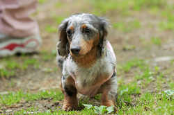 DoggyPark_C-259.jpg