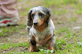 DoggyPark_C-259_thumb.png