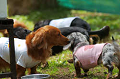 DoggyPark_C-260_thumb.png