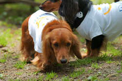 DoggyPark_C-261.jpg