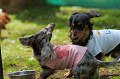 DoggyPark_C-262_thumb.png