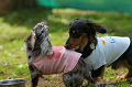 DoggyPark_C-263_thumb.png
