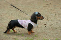 DoggyPark_C-264_thumb.png