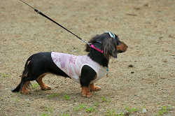 DoggyPark_C-265.jpg