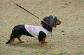 DoggyPark_C-265_thumb.png