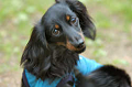 DoggyPark_C-266_thumb.png
