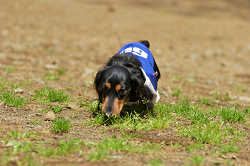 DoggyPark_C-267.jpg