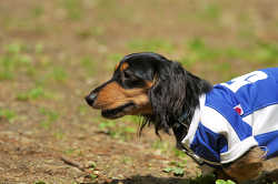 DoggyPark_C-268.jpg