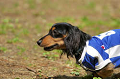 DoggyPark_C-268_thumb.png