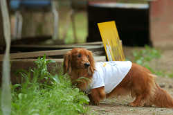 DoggyPark_C-269.jpg