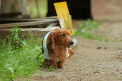 DoggyPark_C-270.jpg