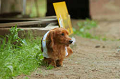 DoggyPark_C-270_thumb.png