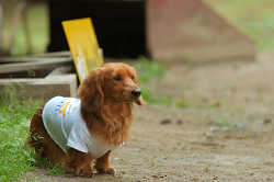 DoggyPark_C-271.jpg