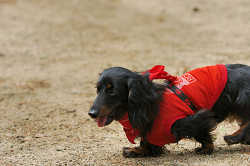 DoggyPark_C-272.jpg